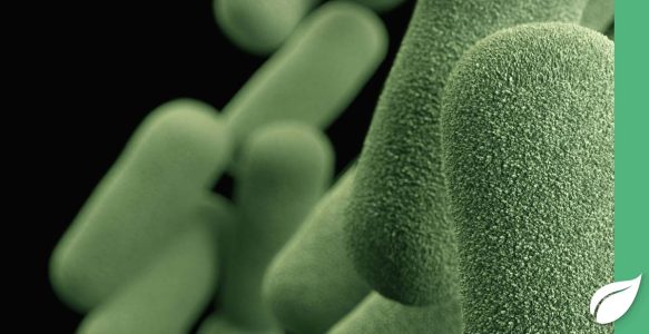 Darmbakterien-Bakterien-die-unseren-Darm-besiedeln